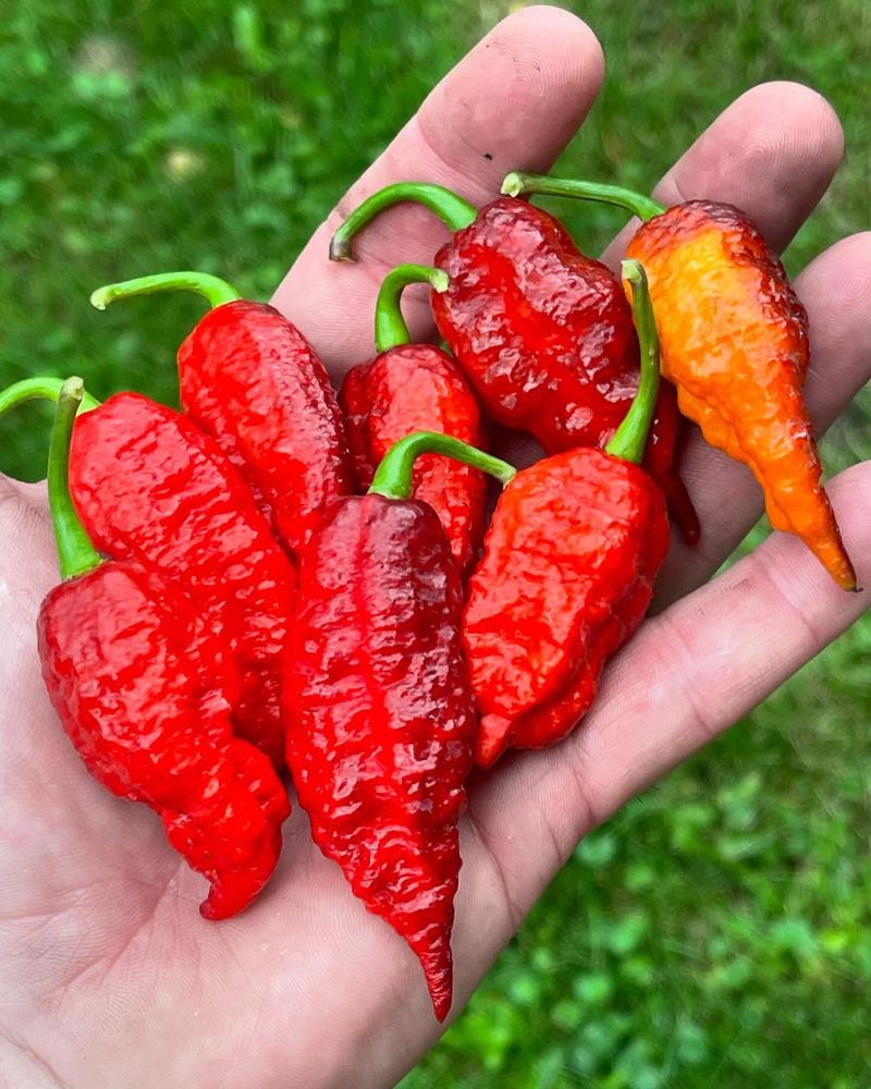 Chili Peppers