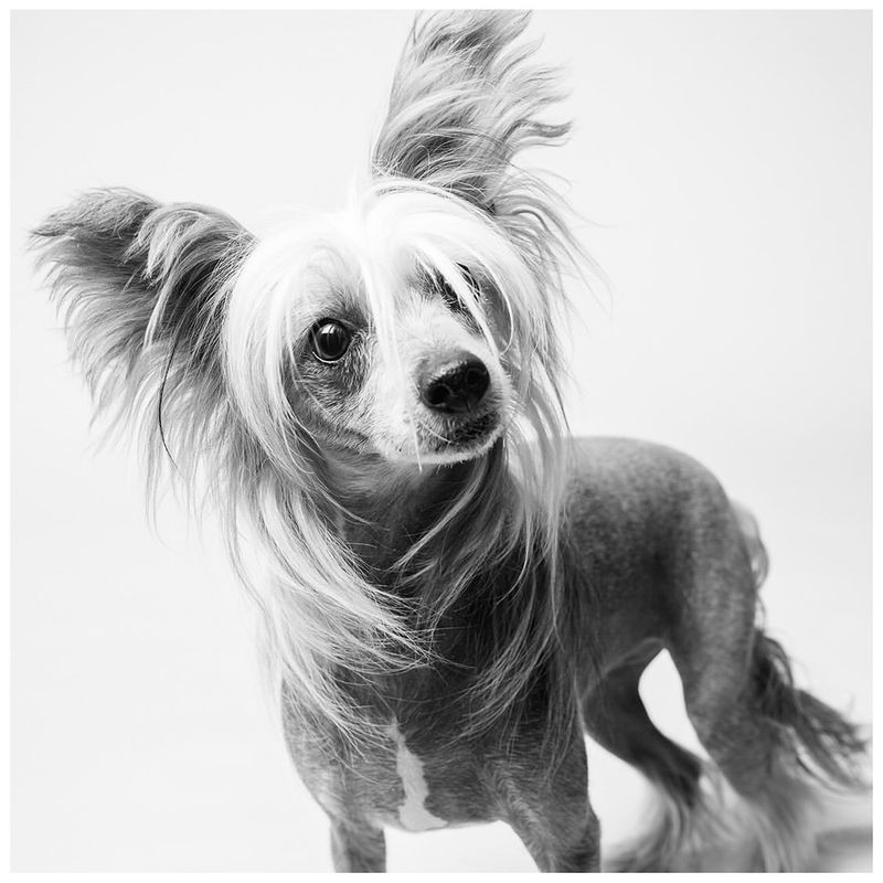 Chinese Crested