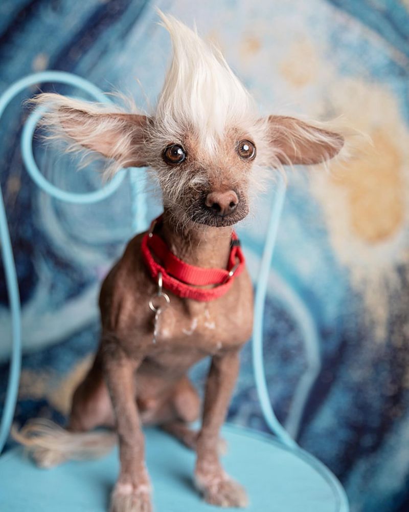 Chinese Crested