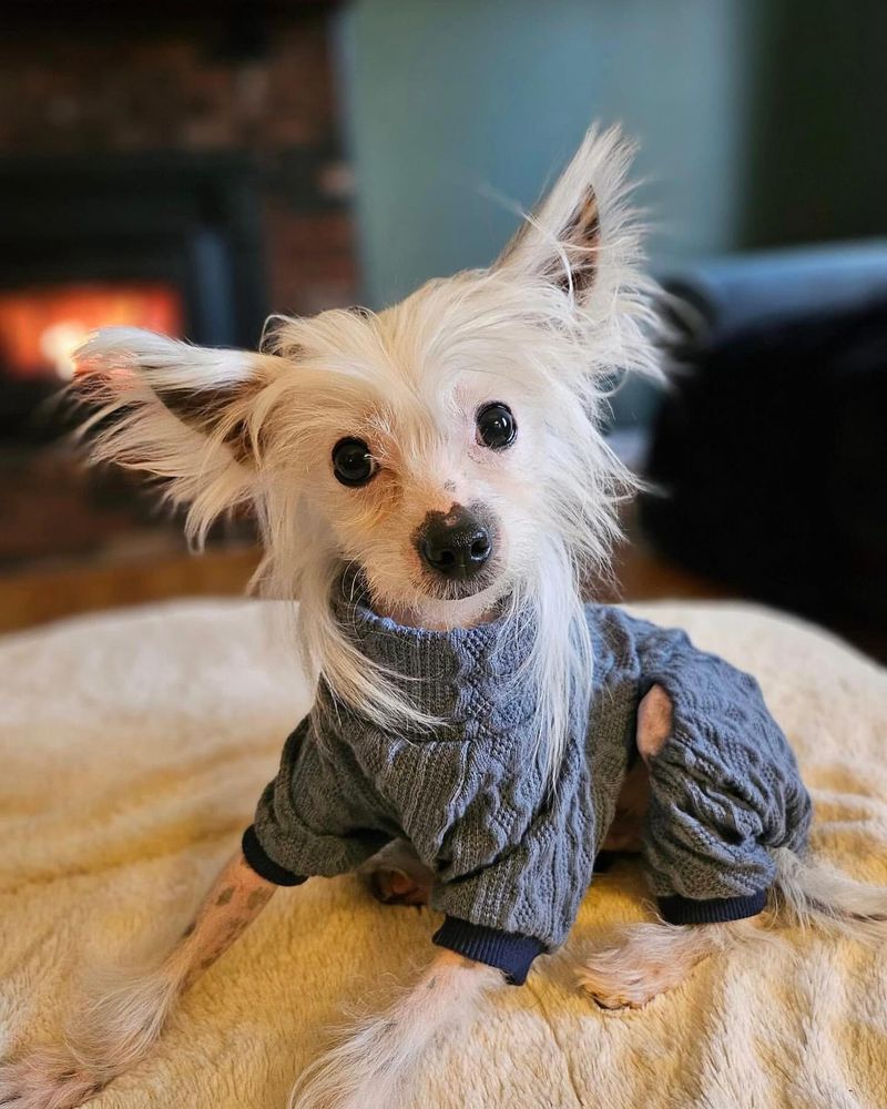 Chinese Crested