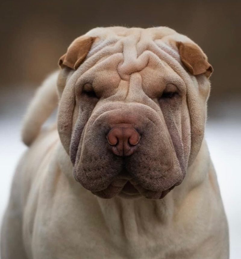 Chinese Shar-Pei