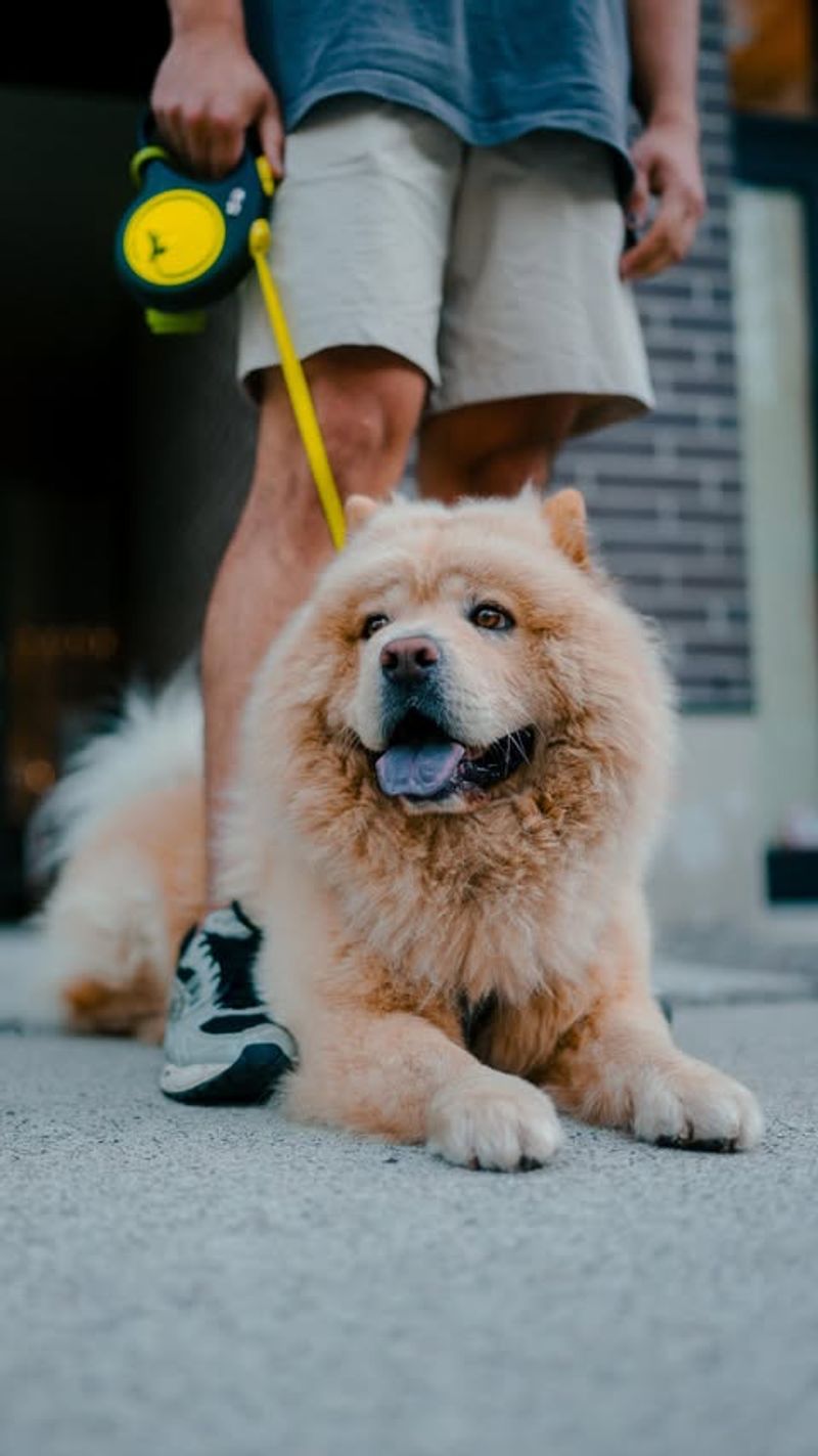 Chow Chow