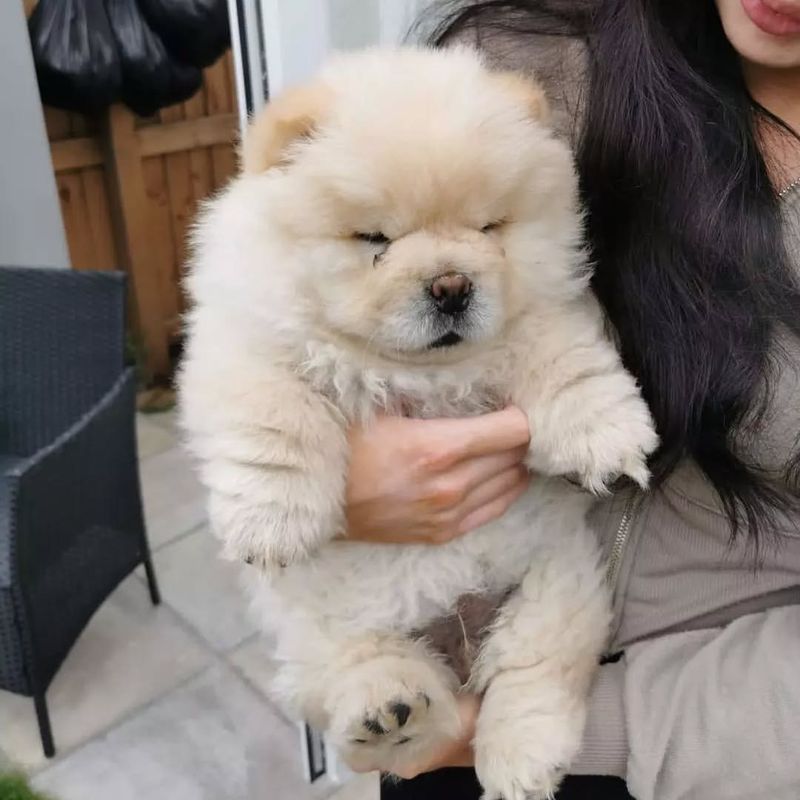 Chow Chow