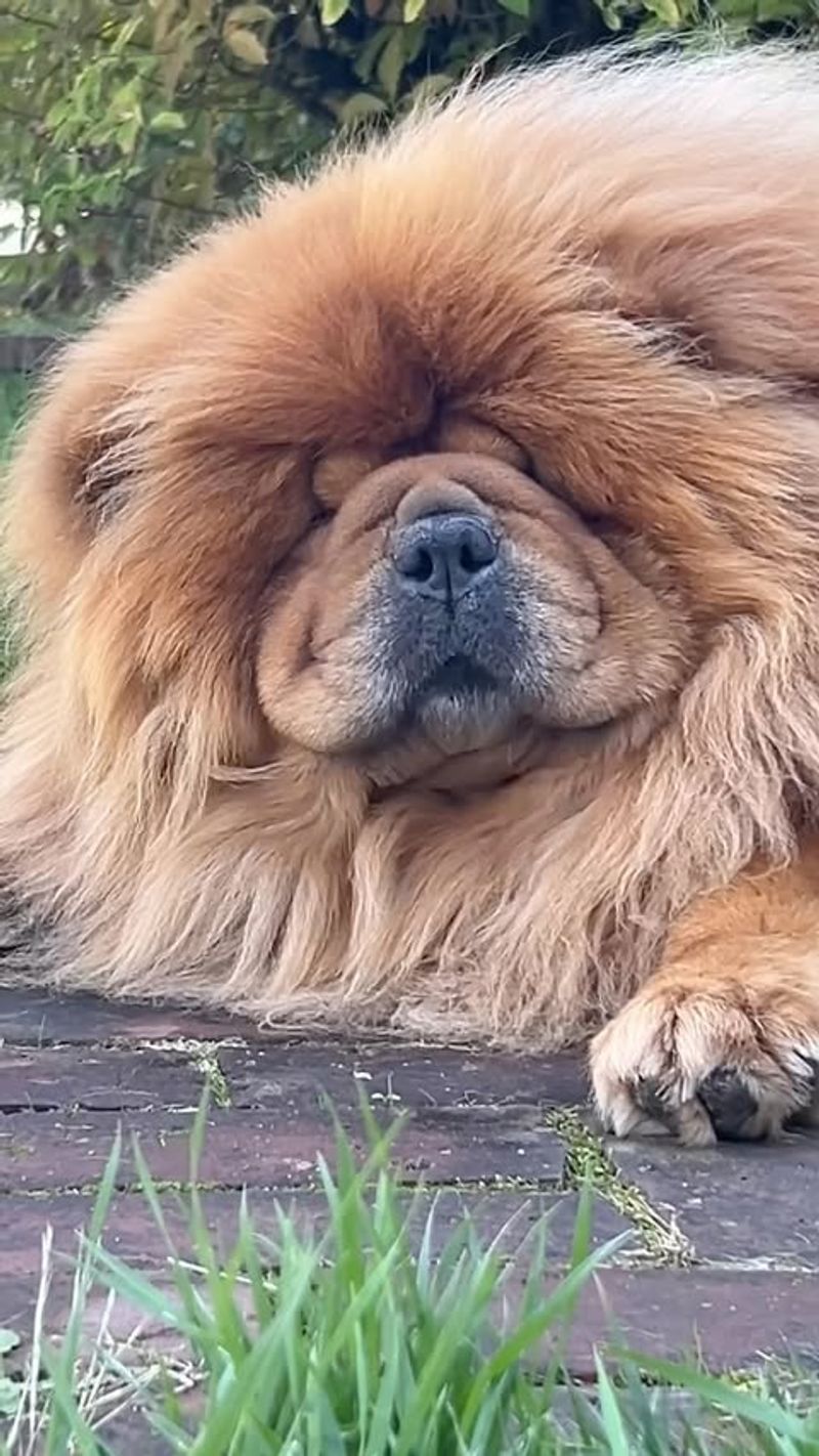 Chow Chow