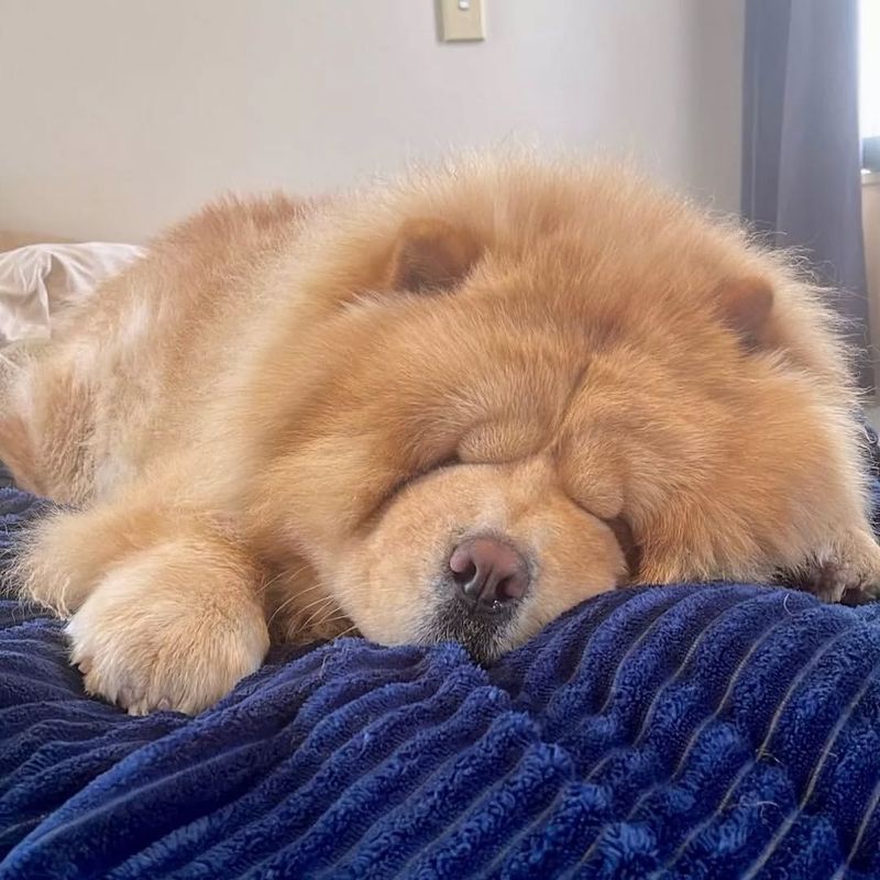 Chow Chow