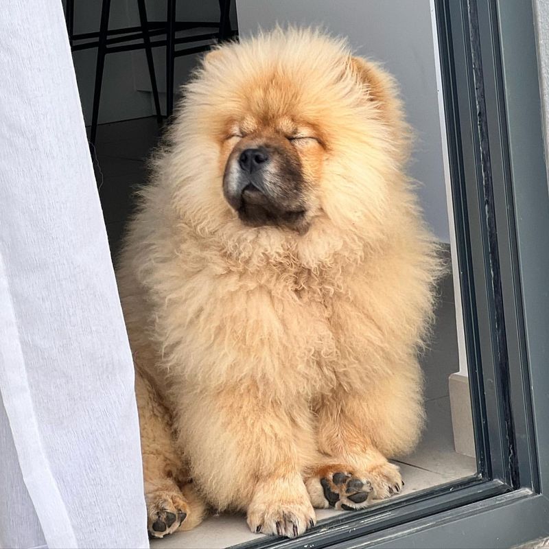 Chow Chow
