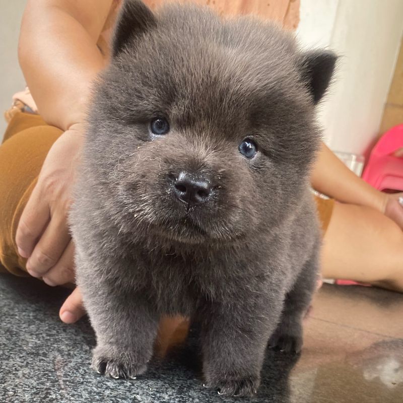 Chow Chow