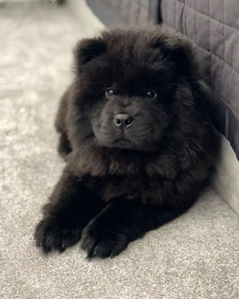 Chow Chow