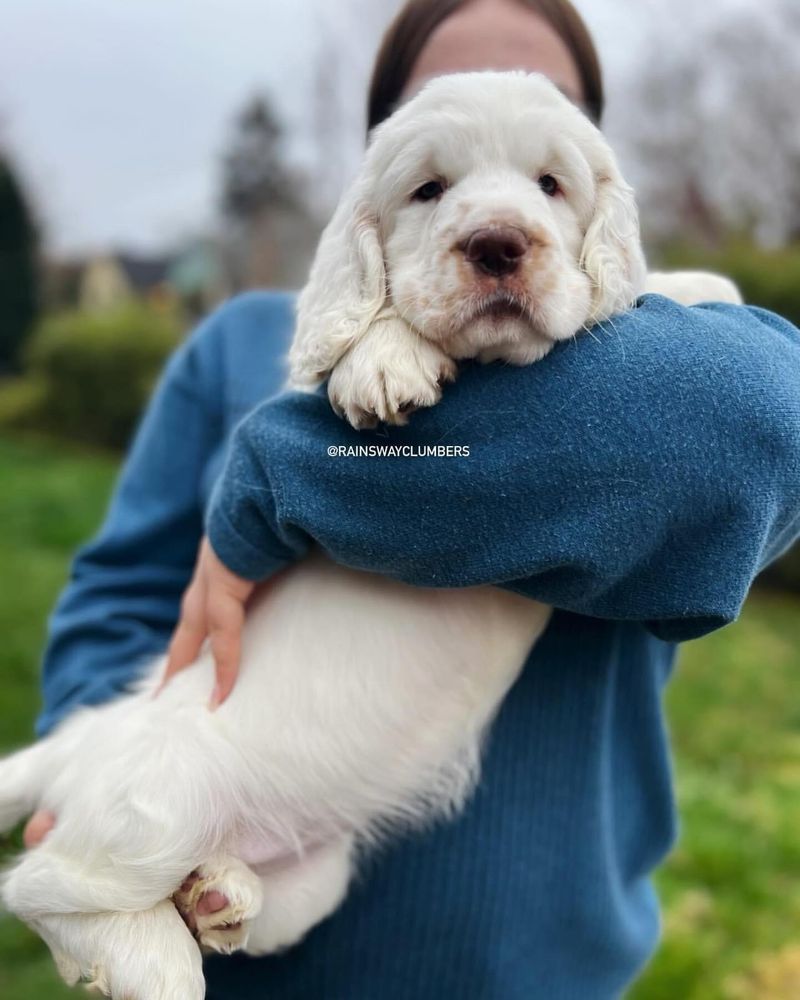 Clumber Spaniel