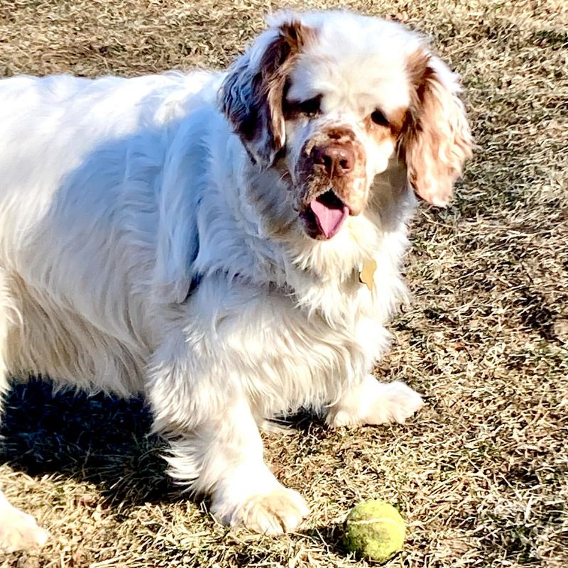 Clumber Spaniel