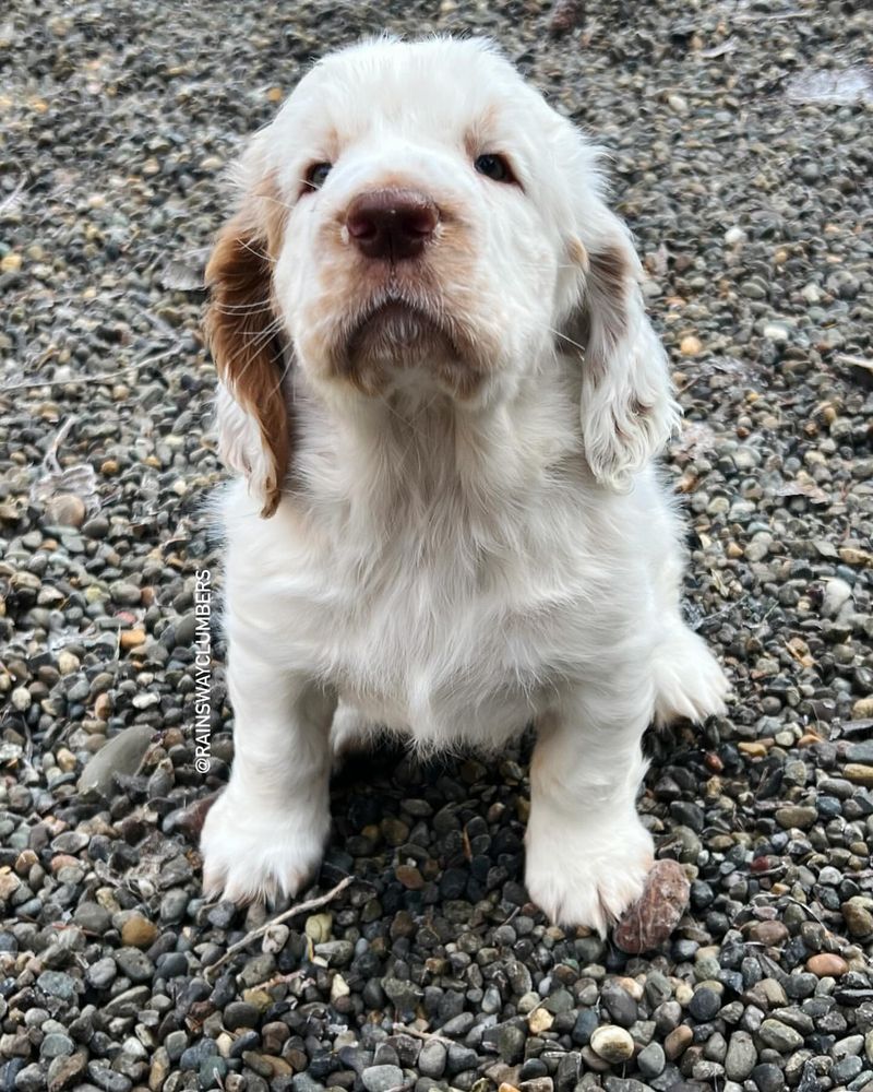 Clumber Spaniel