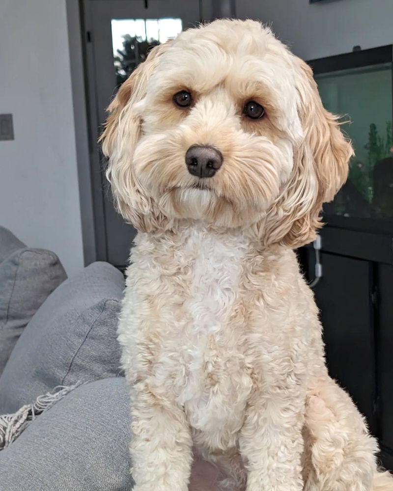 Cockapoo