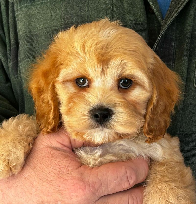 Cockapoo