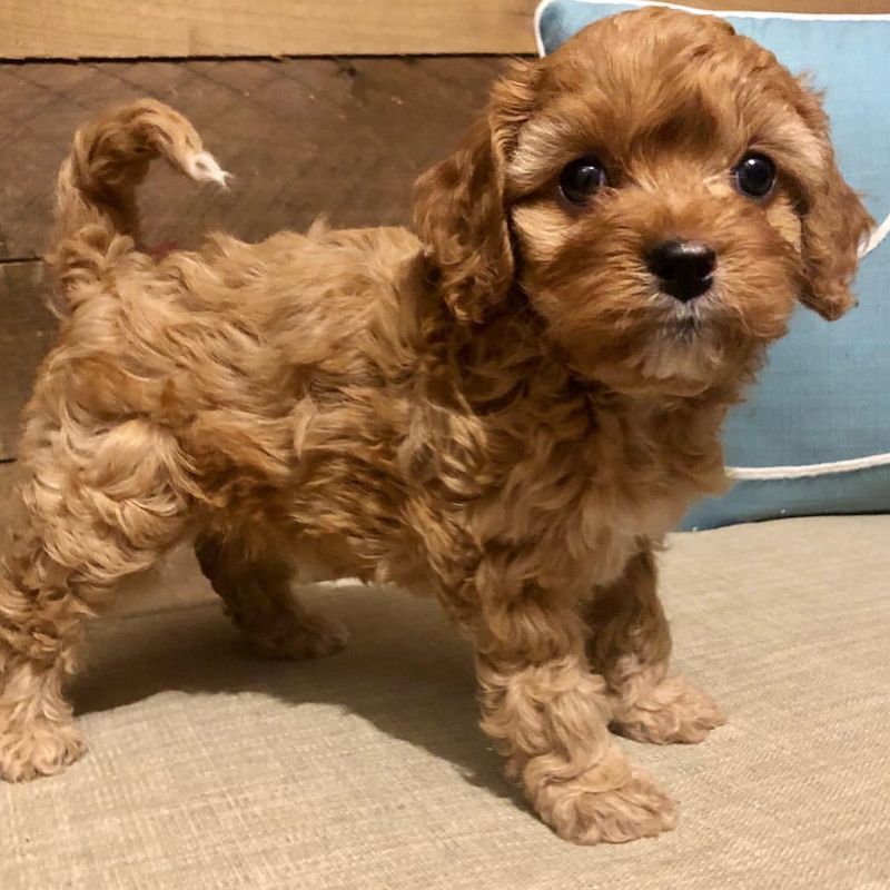 Cockapoo