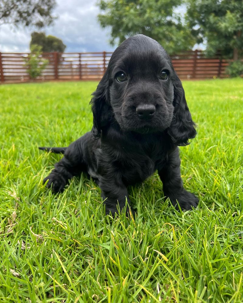 Cocker Spaniel