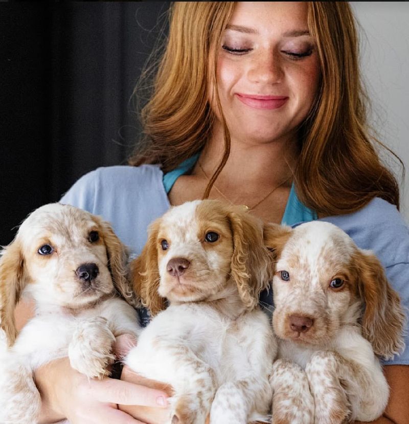 Cocker Spaniel