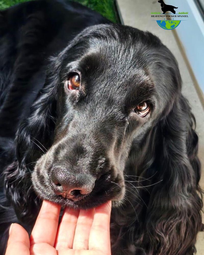 Cocker Spaniel