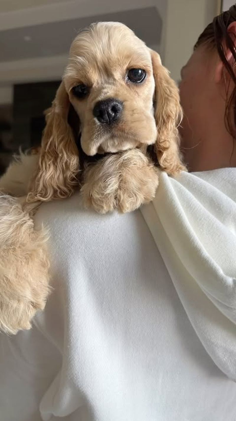 Cocker Spaniel