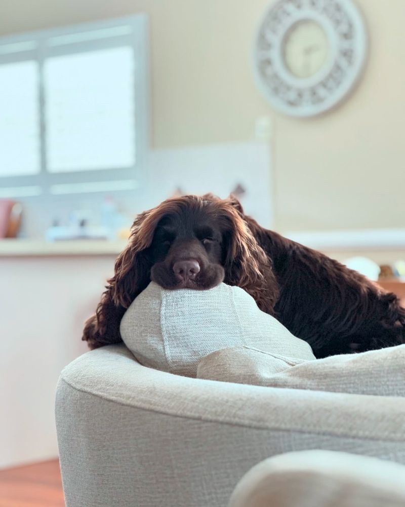 Cocker Spaniel