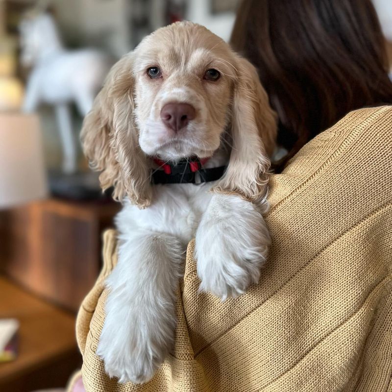 Cocker Spaniel