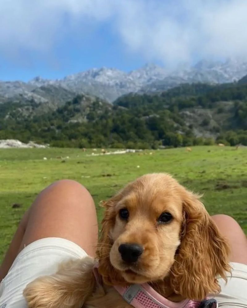 Cocker Spaniel