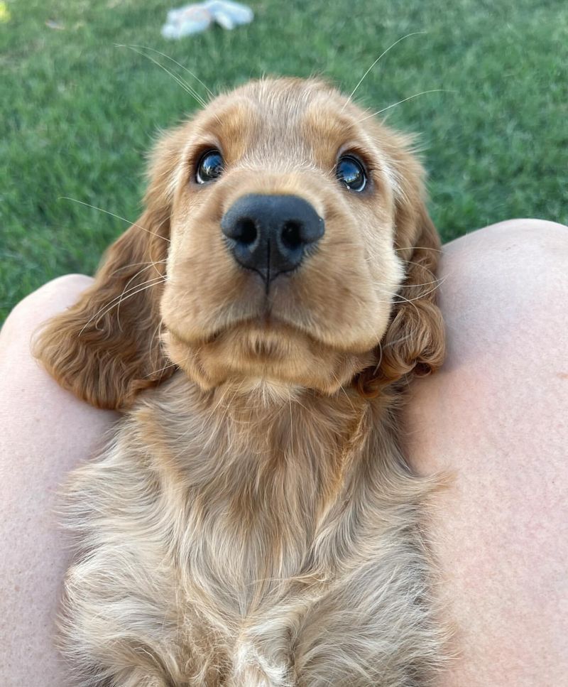 Cocker Spaniel