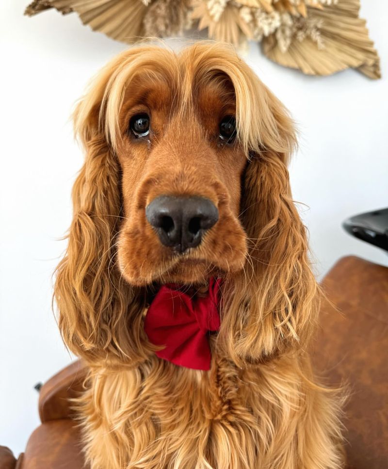 Cocker Spaniel