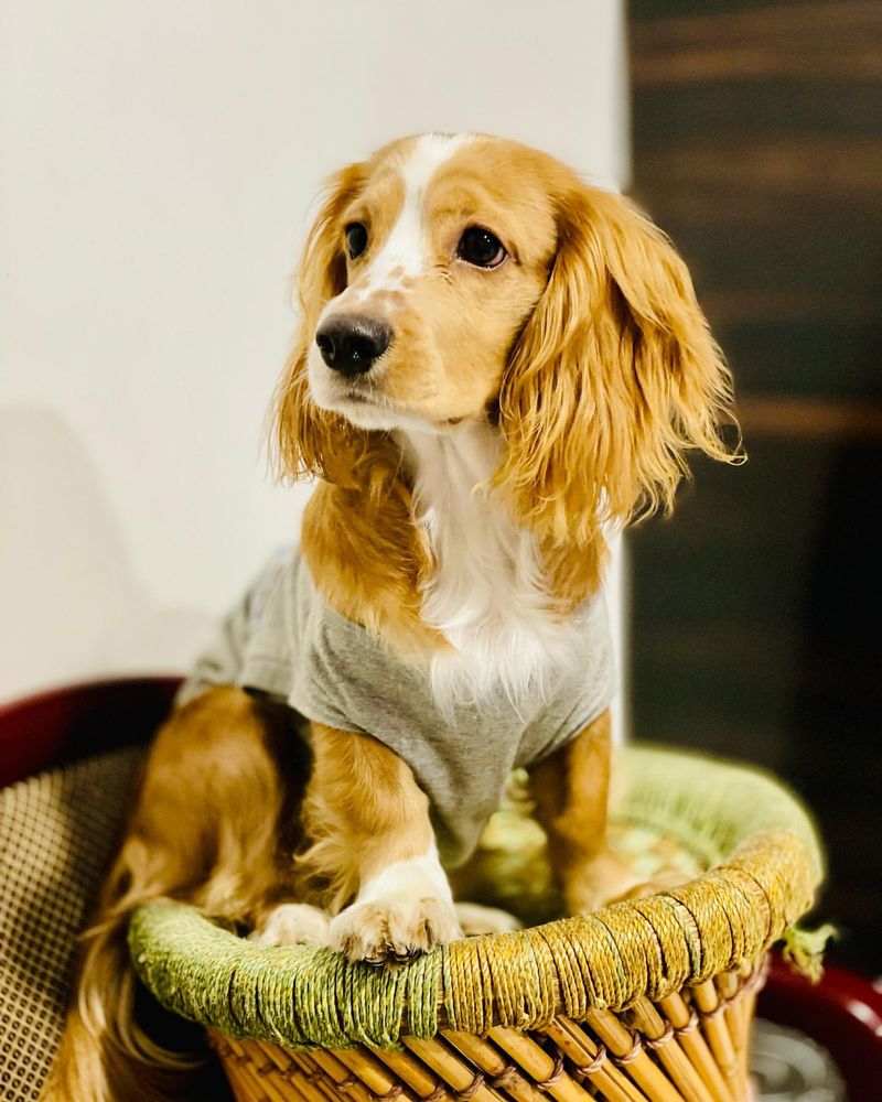 Cocker Spaniel