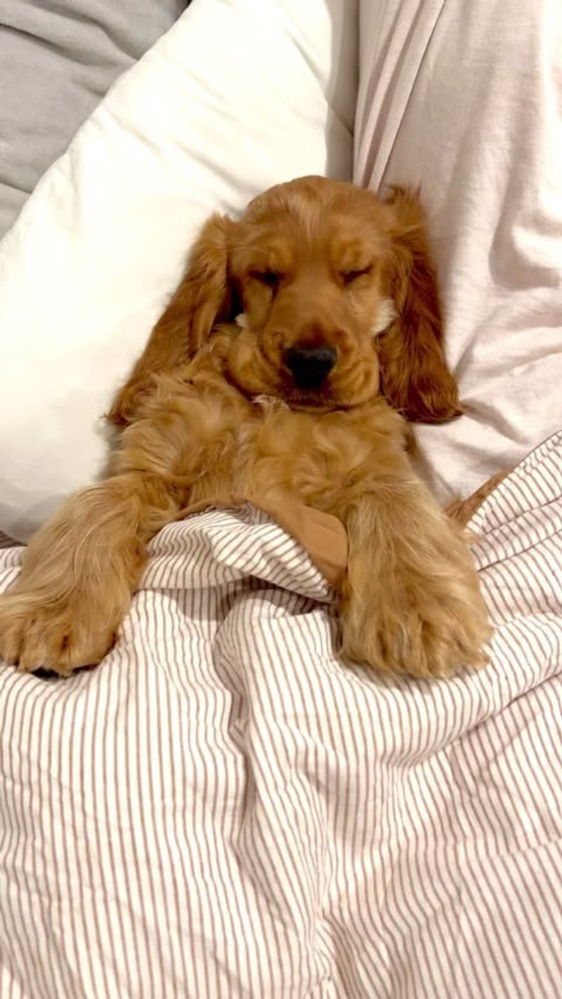 Cocker Spaniel