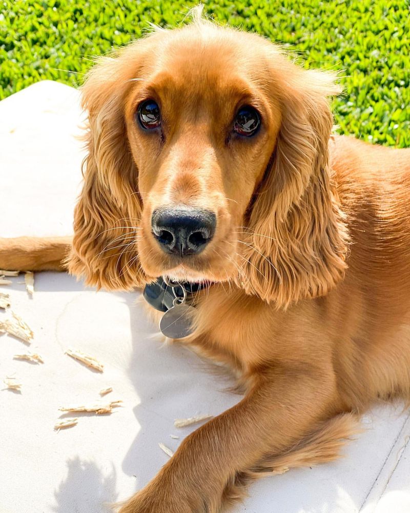 Cocker Spaniel