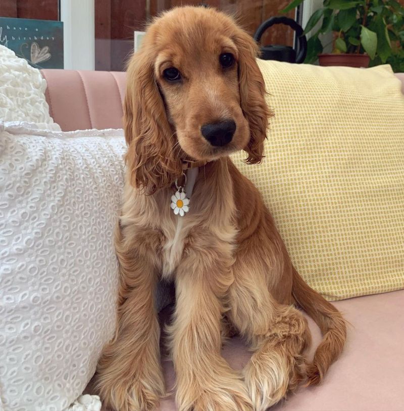 Cocker Spaniel