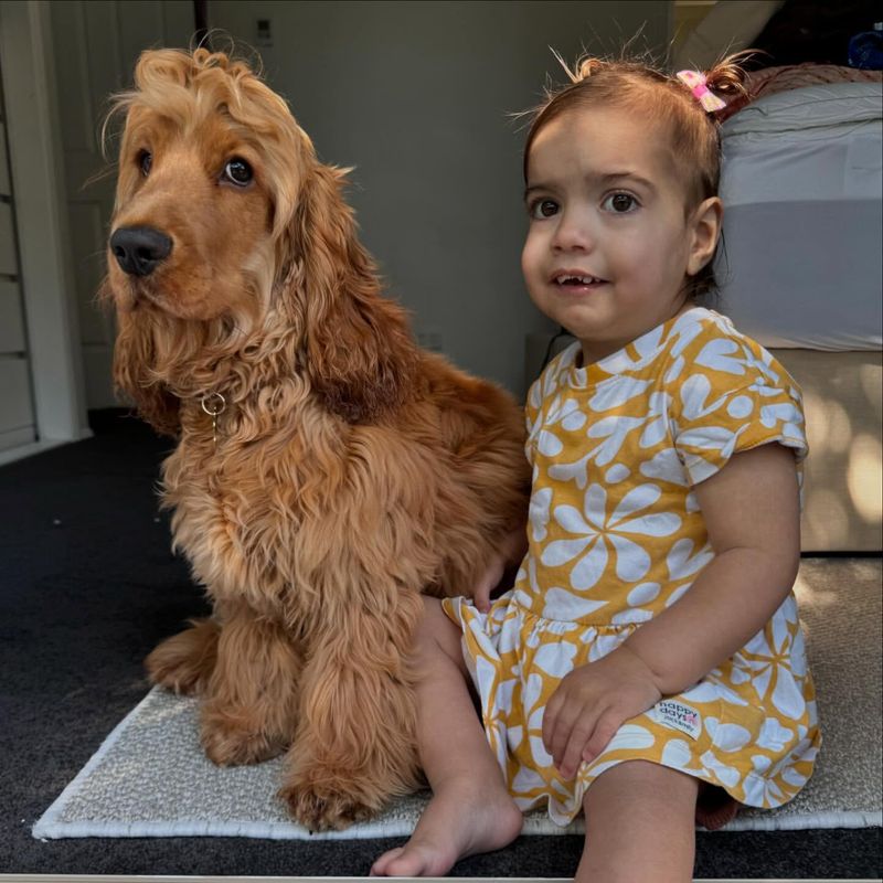 Cocker Spaniel