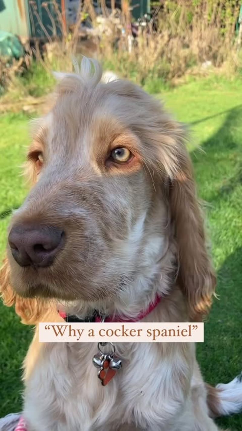 Cocker Spaniel