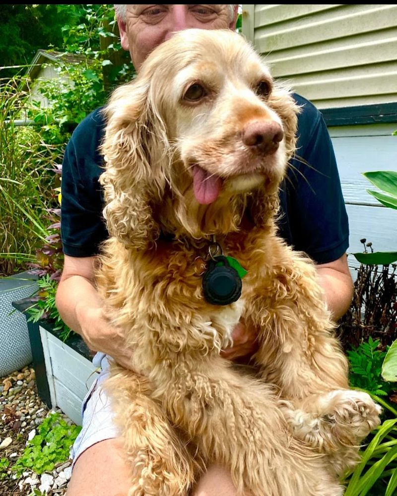 Cocker Spaniel