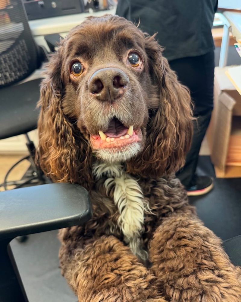 Cocker Spaniel