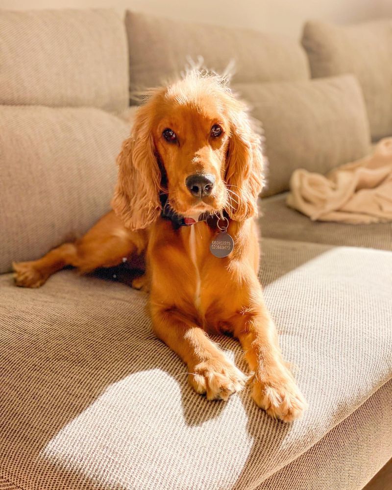 Cocker Spaniel