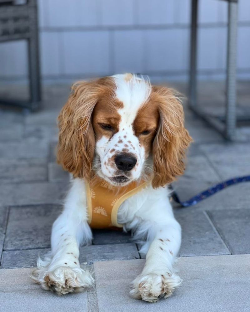 Cocker Spaniel