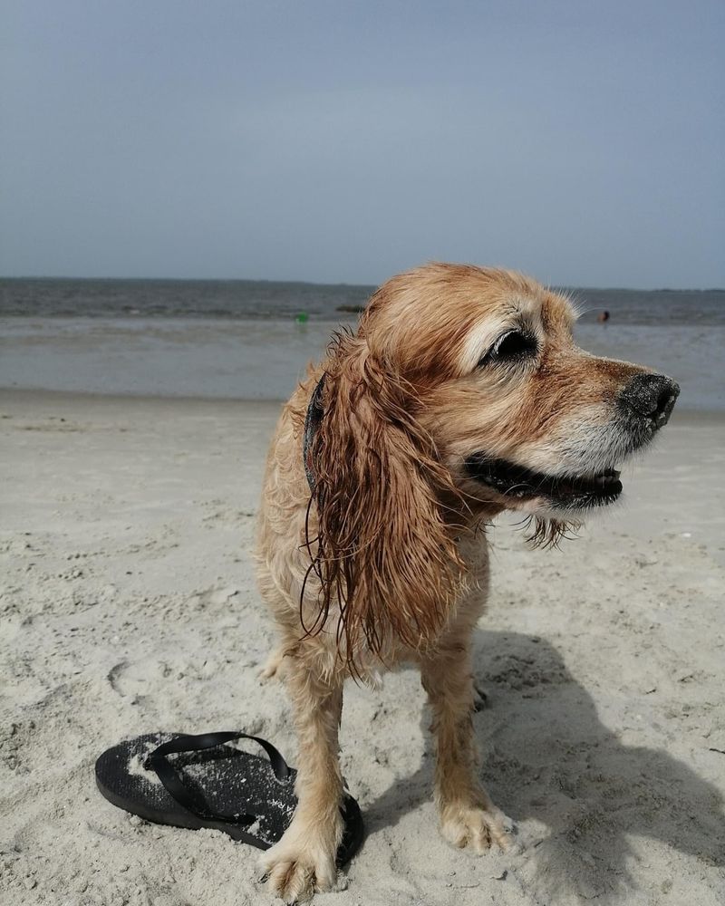 Cocker Spaniel