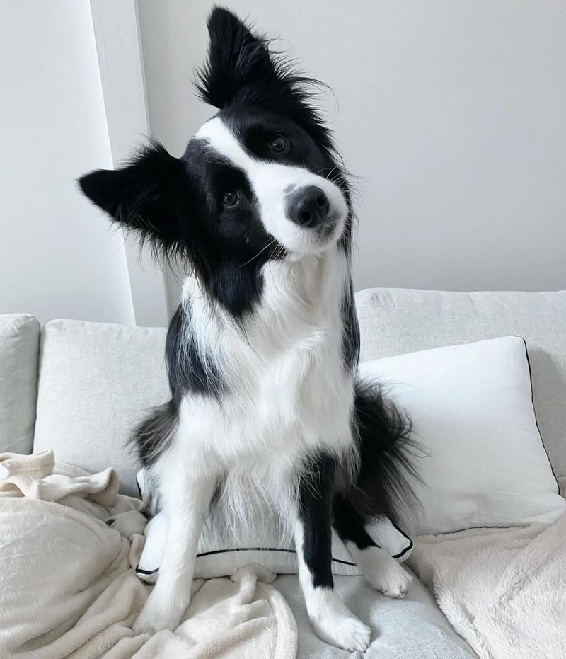 Collie