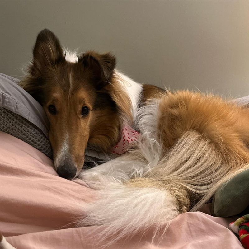 Collie