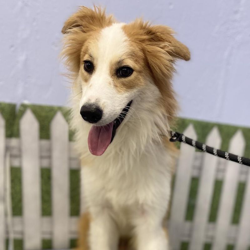 Collie
