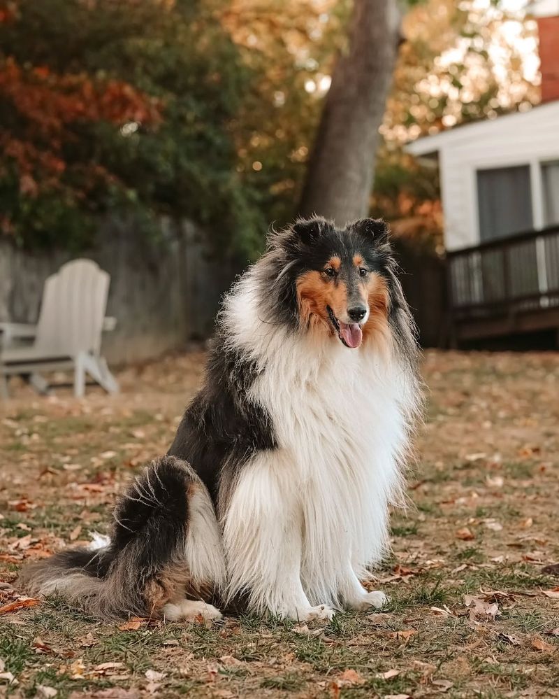 Collie