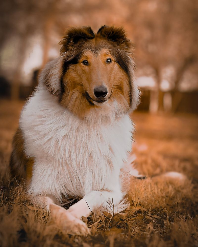 Collie