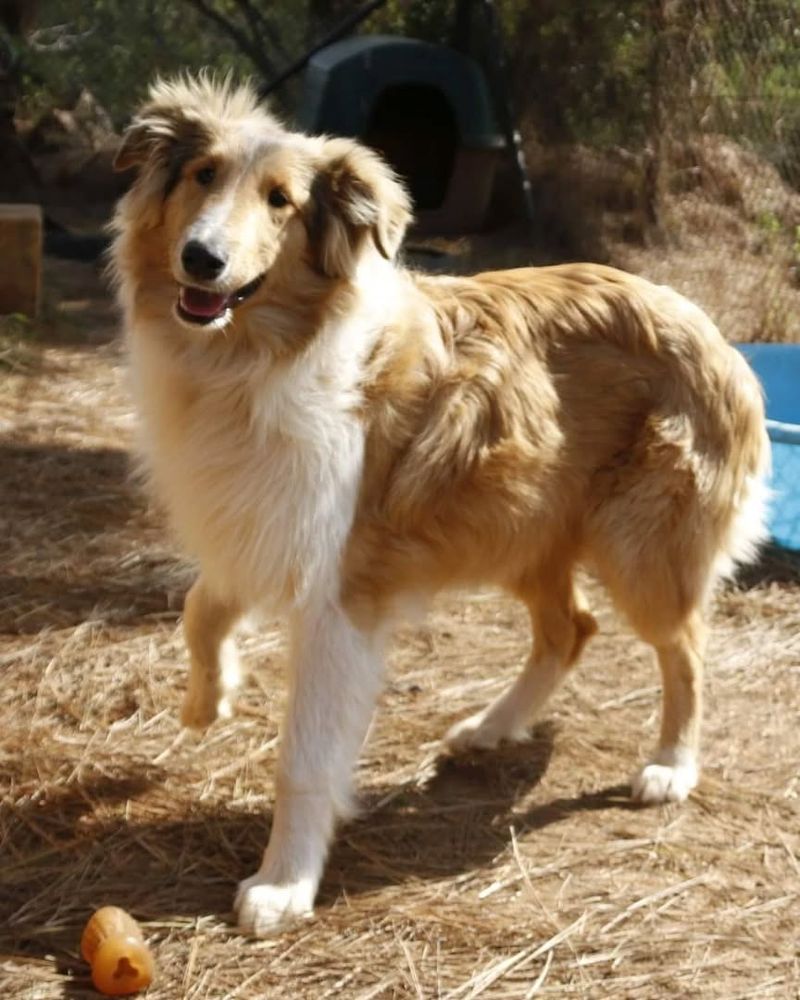 Collie