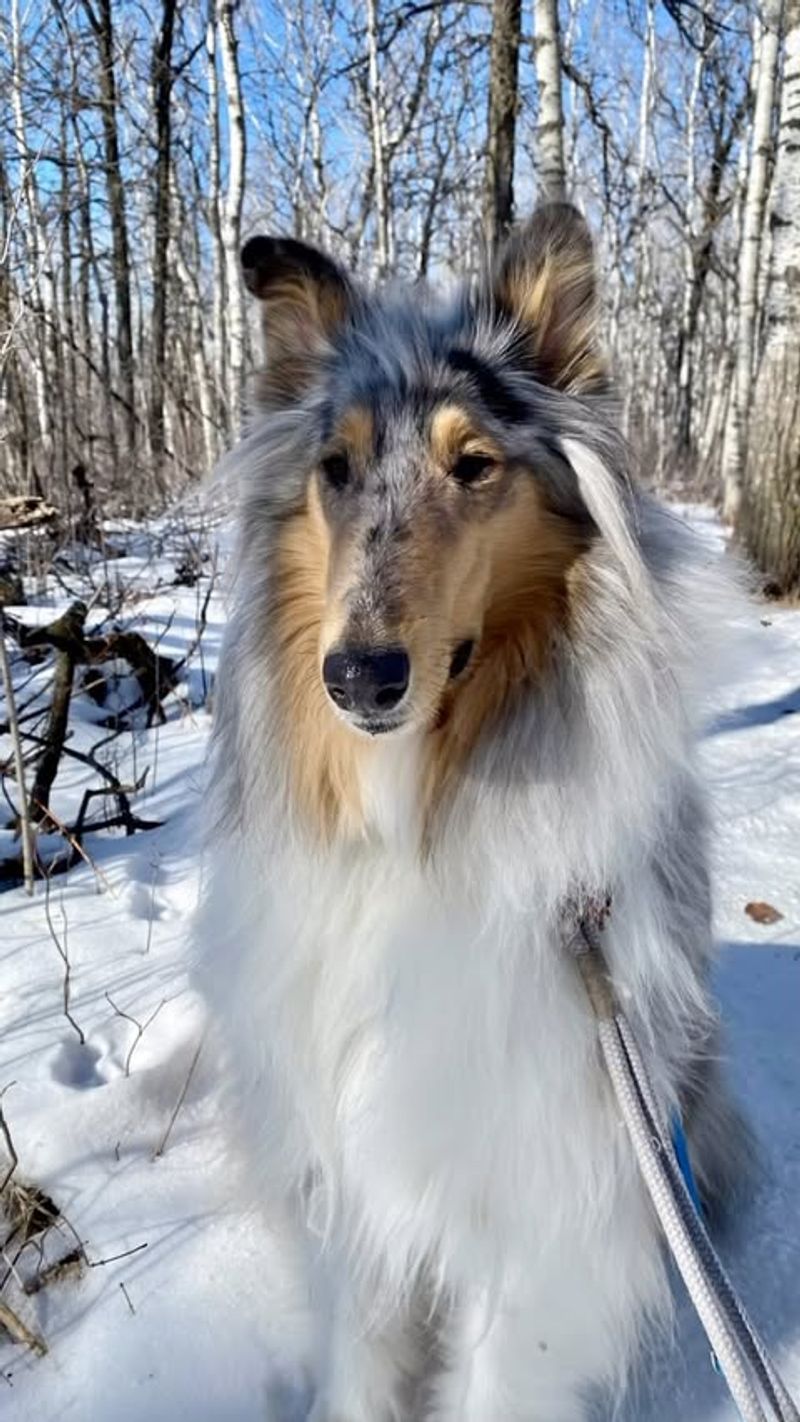 Collie