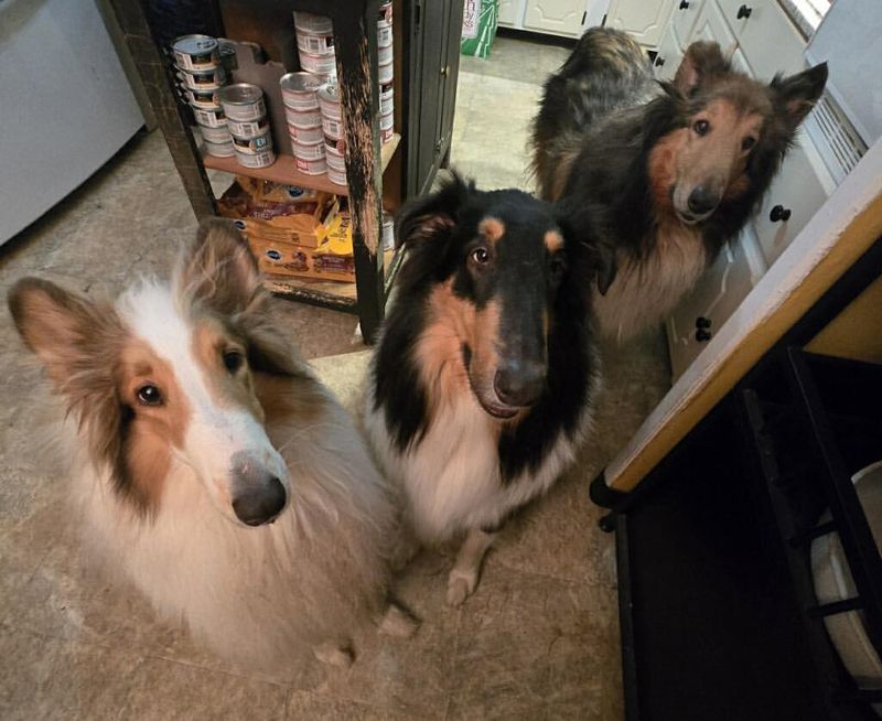 Collie