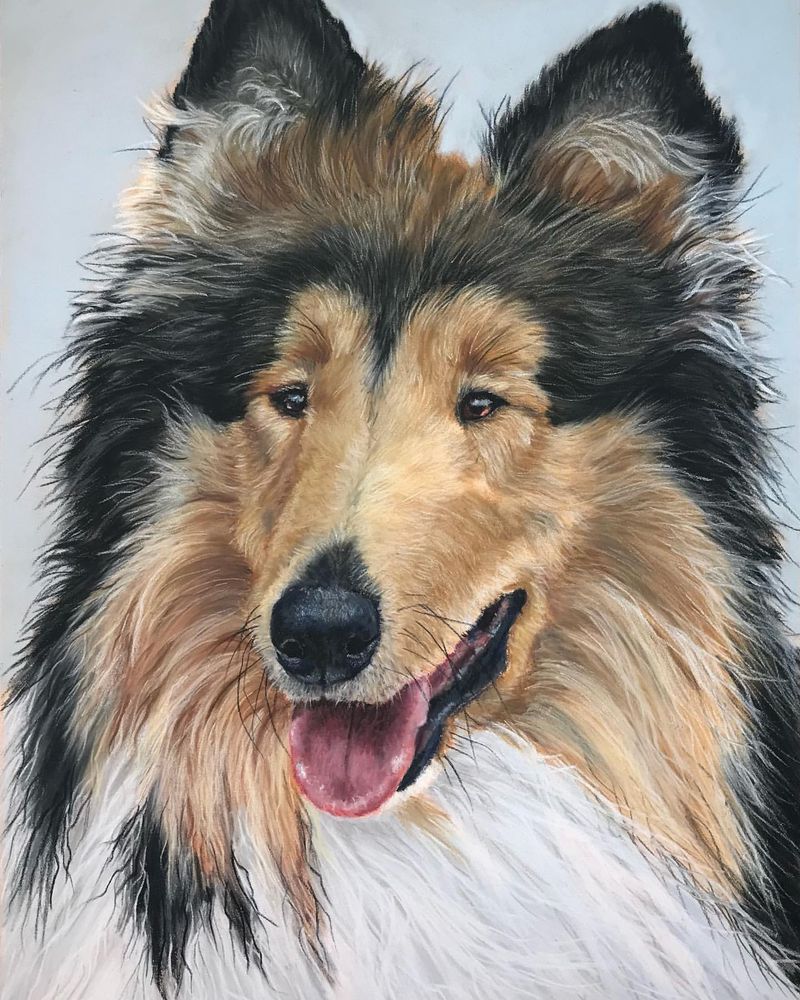 Collie