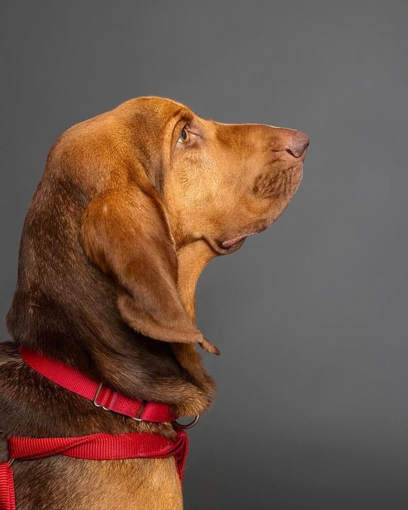 Coonhound