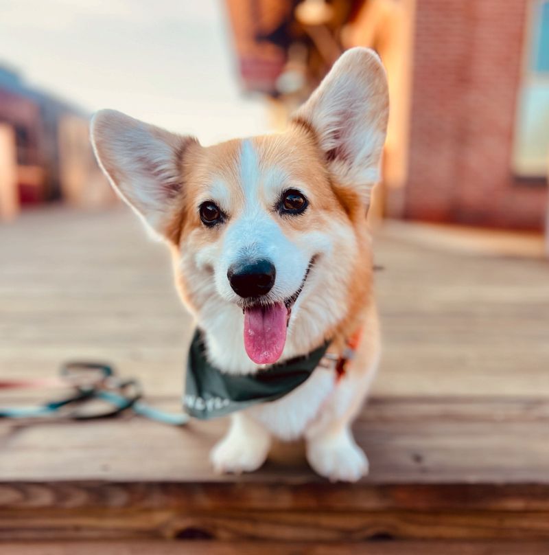 Corgi