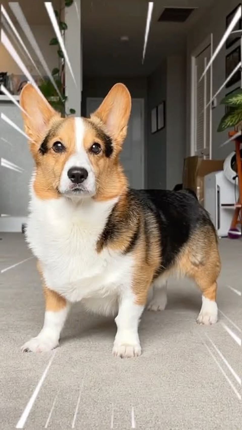 Corgi